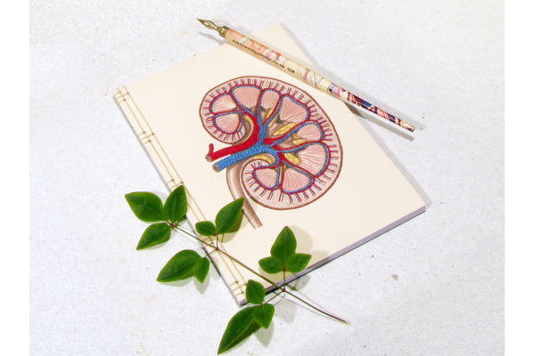 Kidney Anatomy Journal by Fabulous Cat Papers