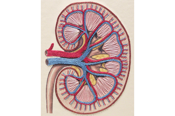 Kidney Anatomy Book by Fabulous Cat Papers