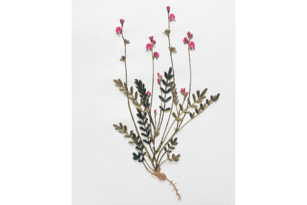 Sainfoin. Botanical Journal by Fabulous Cat Papers