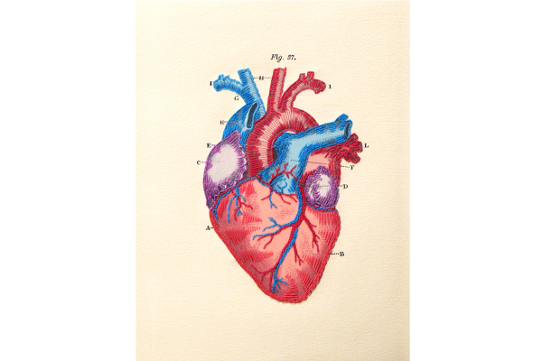 Anatomical Heart. Paper Embroidery by Fabulous Cat Papers