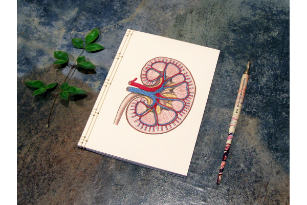Kidney Anatomy Journal by Fabulous Cat Papers