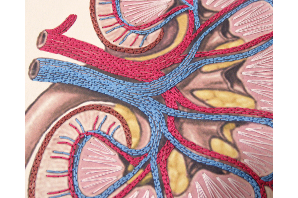 Kidney Anatomy Book by Fabulous Cat Papers