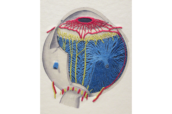 Eye Anatomy Book by Fabulous Cat Papers