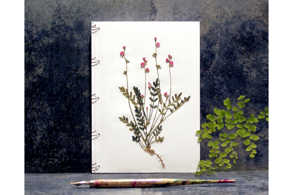 Sainfoin. Botanical Journal by Fabulous Cat Papers