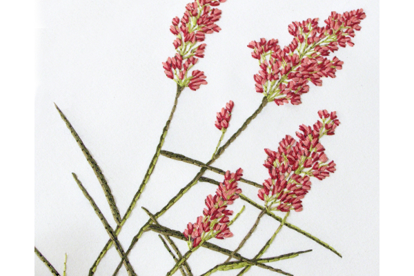 Natal Grass. Botanical Journal by Fabulous Cat Papers