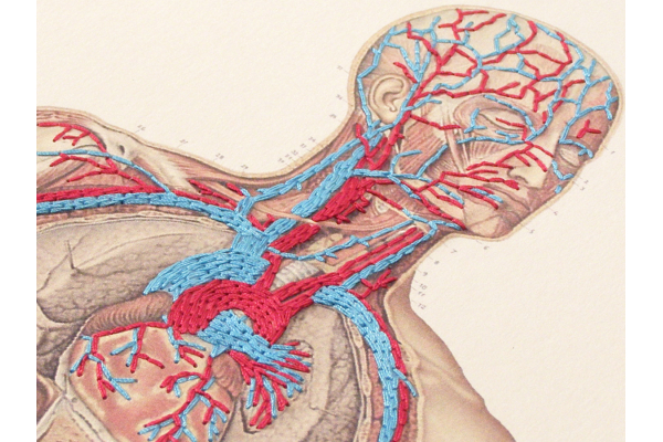 Circulatory System of the Human Body. Embroidered Anatomy by Fabulous Cat Papers