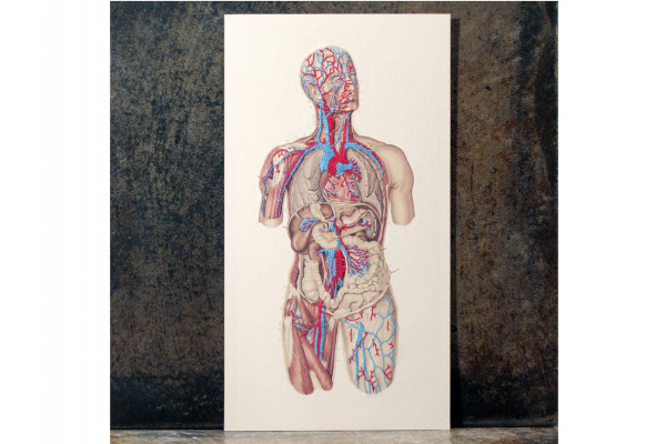 Circulatory System of the Human Body. Embroidered Anatomy by Fabulous Cat Papers
