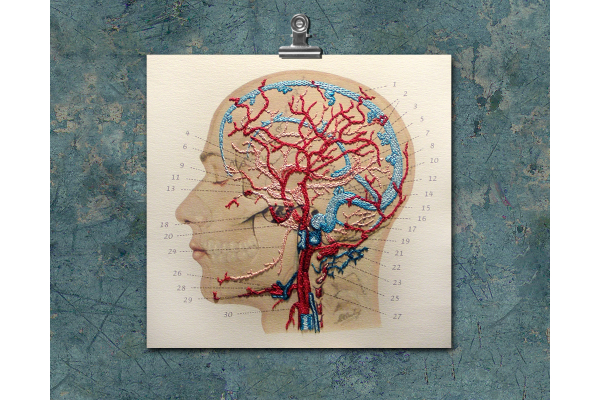 Veins and Arteries of the Head by Fabulous Cat Papers