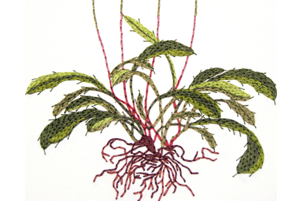 Dandelion Plant. Botanical Journal by Fabulous Cat Papers