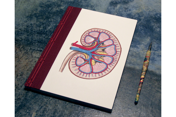 Kidney Anatomy Book by Fabulous Cat Papers