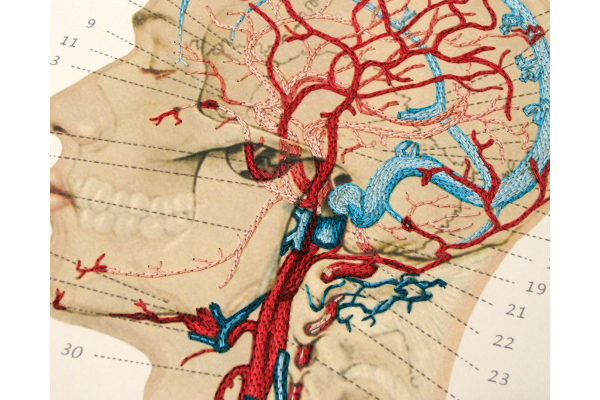 Veins and Arteries of the Head by Fabulous Cat Papers