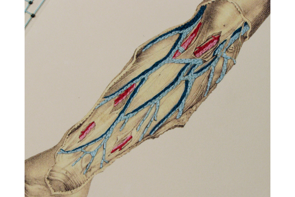Arm Anatomy Journal by Fabulous Cat Papers