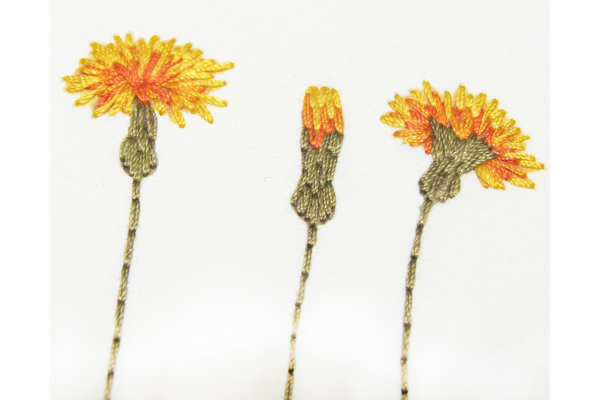 Dandelion Plant. Botanical Journal by Fabulous Cat Papers