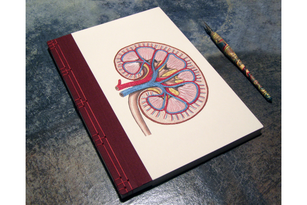 Kidney Anatomy Book by Fabulous Cat Papers