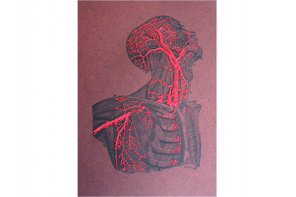 Torso & Head Anatomy. Paper Embroidery