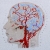 Brain Anatomy Journal. Detail Brain Anatomy Journal by Fabulous Cat Papers