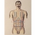 Regions of the Torso of the Human Male by Fabulous Cat Papers