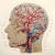 Veins and Arteries of the Head. Close Up Veins and Arteries of the Head by Fabulous Cat Papers