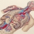 Circulatory System of the Human Body. Detail Circulatory System of the Human Body by Fabulous Cat Papers