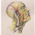 Nervous System of the Head. Close Up Nervous System of the Head by Fabulous Cat Papers