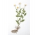 Chamomiles. Close Up Chamomiles. Botanical Journal by Fabulous Cat Papers