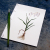Quaking Grass. Botanical Journal by Fabulous Cat Papers