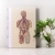 Circulatory System of the Human Body Circulatory System of the Human Body by Fabulous Cat Papers