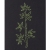 Bamboo. Close Up Bamboo. Black A6 Notebook by Fabulous Cat Papers