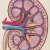 Kidney Anatomy Book by Fabulous Cat Papers