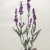 Lavender. Botanical Journal by Fabulous Cat Papers