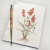 Natal Grass. Botanical Journal by Fabulous Cat Papers