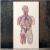 Circulatory System of the Human Body. Embroidered Anatomy by Fabulous Cat Papers