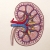 Kidney Anatomy Journal by Fabulous Cat Papers