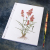 Natal Grass. Botanical Journal by Fabulous Cat Papers
