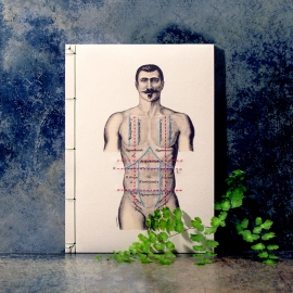 Regions of the Torso of the Human Male by Fabulous Cat Papers