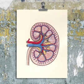 Kidney Anatomy. Paper Embroidery by Fabulous Cat Papers