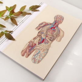 Circulatory System of the Human Body by Fabulous Cat Papers