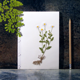 Chamomiles. Botanical Journal by Fabulous Cat Papers