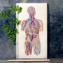 Circulatory System of the Human Body by Fabulous Cat Papers