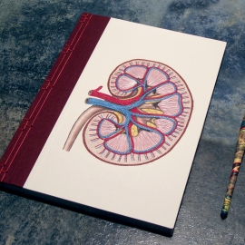 Kidney Anatomy Book by Fabulous Cat Papers