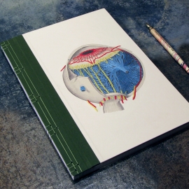 Eye Anatomy Book by Fabulous Cat Papers