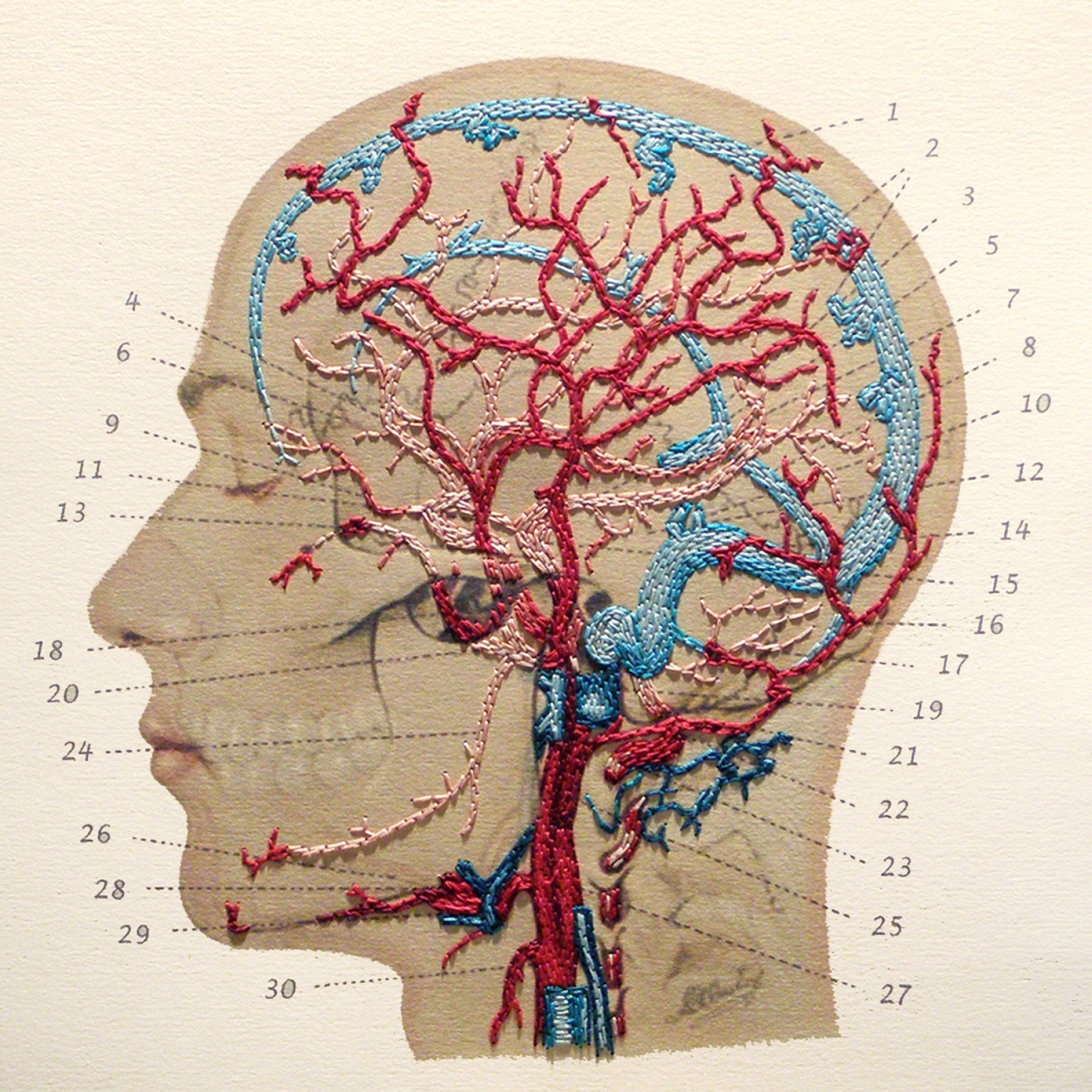 Cat Veins And Arteries Diagram - Drivenhelios