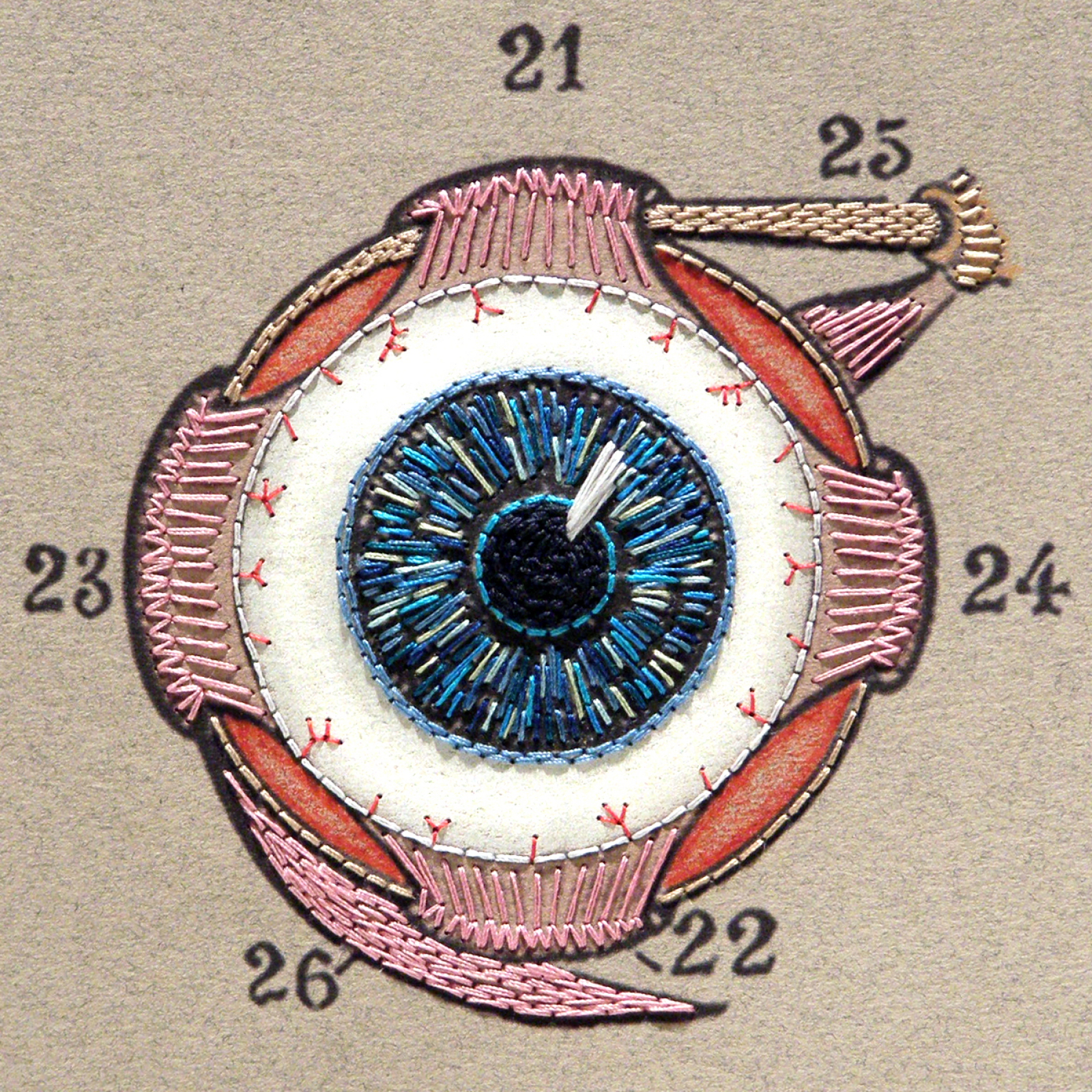 Eye Anatomy. Paper Embroidery