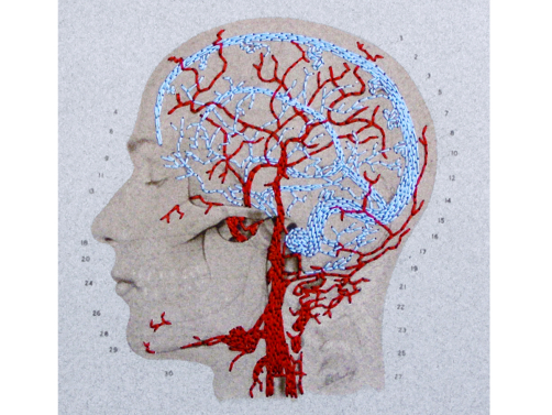 brain
