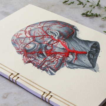Anatomy Journal. Head