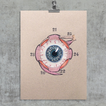 Eye Anatomy. Paper Embroidery