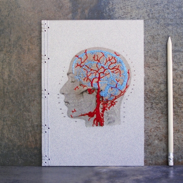 Brain Anatomy Journal. Veins and Arteries