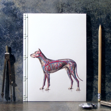Dog Anatomy Journal