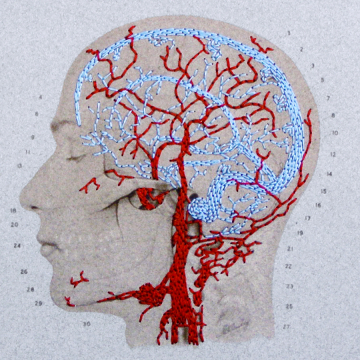 brain