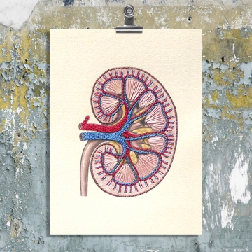 Kidney Anatomy. Paper Embroidery